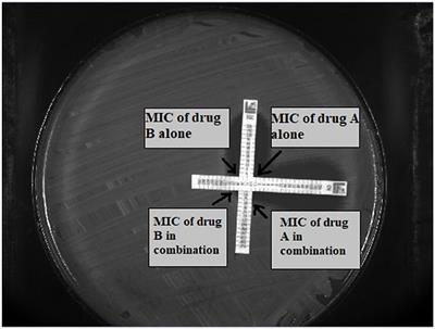 In vitro evaluation of tigecycline synergy testing with nine antimicrobial agents against Enterobacter cloacae clinical strains